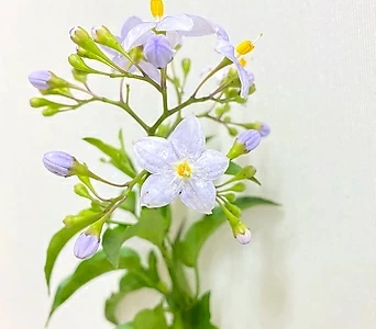 Solanum lyratum Thunb.  1