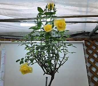 스템장미.스탠드장미.독일장미 시리즈.리모나.예쁜 라이트 엘로우색.old rose 향기.꽃크기8-10cm. 1