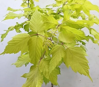 황금잎 단풍나무 1