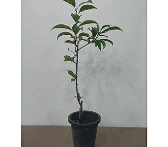 자두나무 추희 묘목 접목 1년생 화분채배송 1