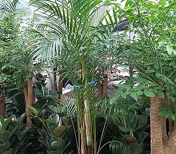 아레카야자-목대굵은것초미세먼지1급공기정화식물 1