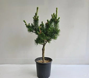 오엽송나무 1