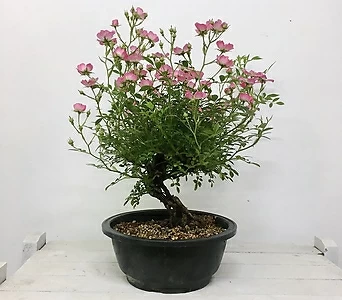 찔레분재粉色꽃  1