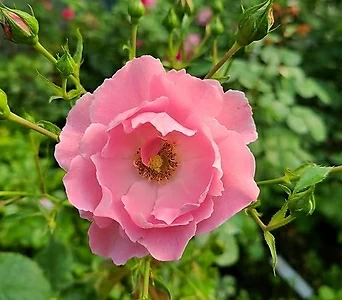 독일장미.4계.섬머윈드묘목.핑크색.rose 향기.꽃4-5cm.월동가능. 1