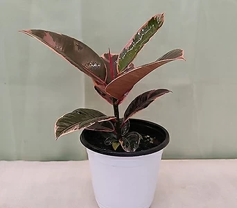 Echeveria gibbiflora Decora [] 1
