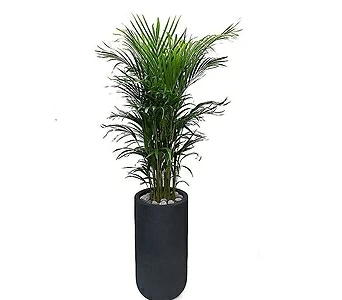 개업축하화분 대형 사무실식물 아레카야자나무 특이식물 DLP-136 1