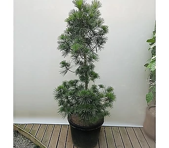 금송 나무 조경수 소나무 대형식물 실내조경 1