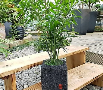 테이블야자 숯화분 미니화분 가습 공기정화식물 1