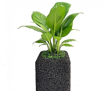 스파트필름 숯화분 미니화분 공기정화식물 가습식물 1