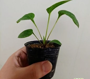 에키네시아 화이트(프리마돈나, 흰색)5개세트, 노지월동, 야생화 1