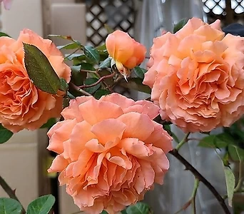 4계명품수입넝쿨장미.폴카.예쁜살구빛오렌지색.너무예뻐요.old rose 향기.꽃크기10-11cm.(꽃형 예쁜형).월동가능.상태굿.늦가을까지 피고 합니다. 1