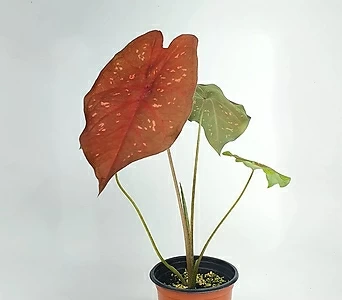 버닝하트 칼라디움 공기정화식물 초특가 한빛농원 1