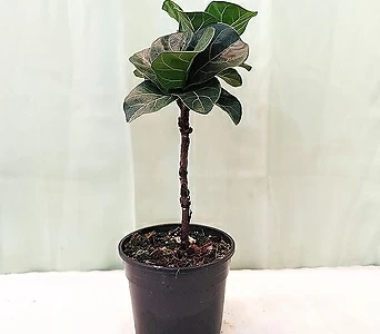 [하늘꽃농원] 떡갈나무 외목대 떡갈 공기정화식물 떡갈고무나무 1