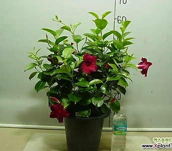 만다빌라3번-피고지고-진한붉은 적색꽃-동일품배송 1