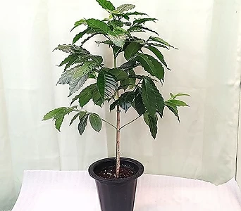 [하늘꽃농원]공기정화식물커피나무大品아라비카  1