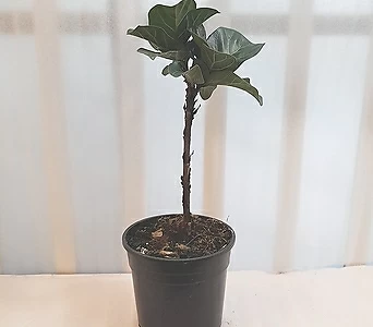 Ficus elastica [] 1