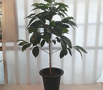 [꽃파는농부] 아라비카 커피나무 공기정화식물 대품 1