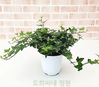 [도희씨네 정원] 초록초록 청아이비 090 1