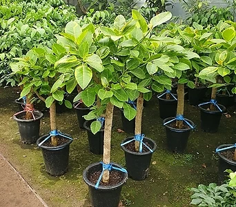 뱅갈고무나무 (약1m30cm) 1