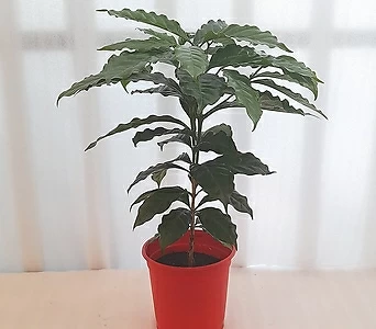 [꽃파는농부]공기정화식물 커피나무중품 1