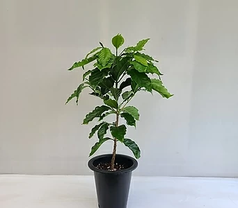 커피나무 아라비카 1