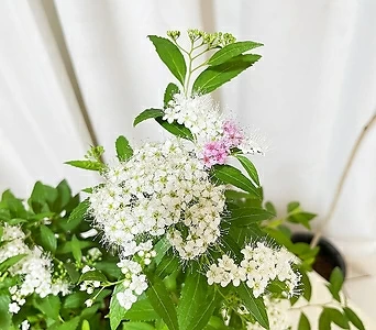 청년농부 삼색조팝 나무 이쁜꽃 흰꽃 산조팝 식물 묘목 1