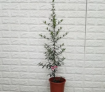 올리브나무35 1