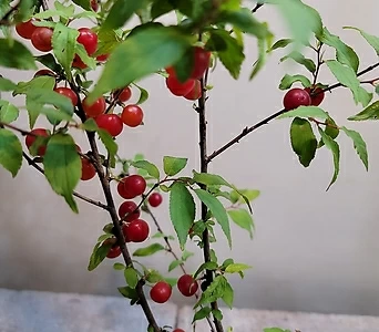 산앵두나무(노지월동가능해요) 사진발송   열매주렁주렁 1