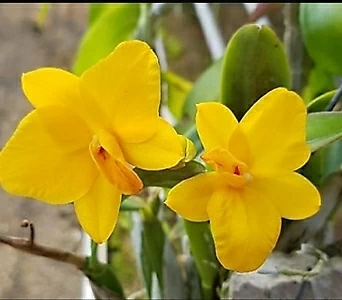 캔디볼+소프로니스트 세루누아.(노랑색꽃).신상품입고.굴피부작걸이. 잎,꽃앙징맞고 예쁩니다.인기상품. 1