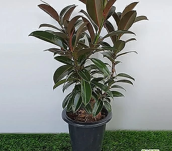 Ficus elastica [] 1