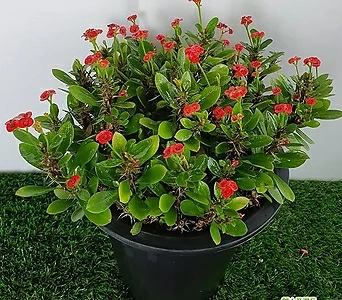 Euphorbia milii [] 1