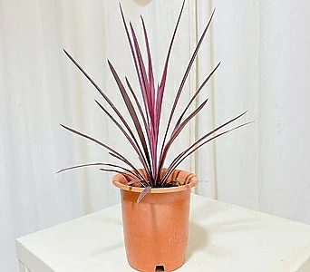 청년농부 코르딜리네 핑크스타 매력식물 인기식물 인테리어식물 식물인테리어 1