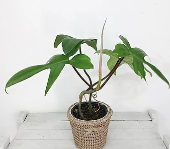필로덴드론 플로리다 비페니폴리움 바구니세트 희귀식물 실내공기정화식물 1