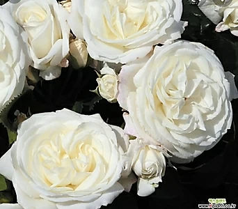독일장미.탄타우알라바스터.oldrose강함.예쁜백색.白色的(꽃형예쁜형).꽃9-10cm.울타리.넝쿨장미.월동가능.상태굿..늦가을까지피고합니다. . .old rose...9-10cm......  . 1