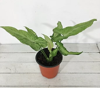옴마니 싱고니움 희귀식물 실내공기정화식물 1