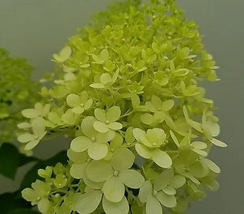 [진아플라워] 복스러운 꽃이 피는  라임라이트 여름수국  중형  250 1
