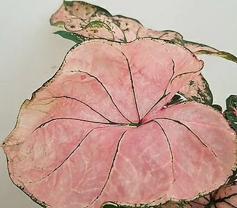 [진아플라워] 핑크핑크 초록색 줄무늬 핑크스플래시  칼라디움  430 1