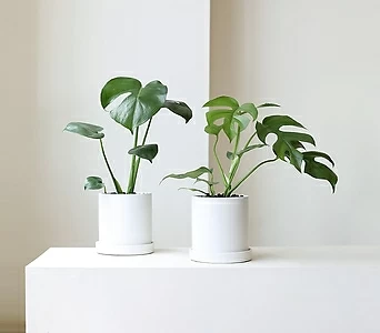 실내공기정화식물 키우기 쉬운 반려식물 심플 화이트 화분 1