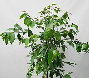 가나안꽃나무 ] 커피나무 / 대품大品 / 과일나무 / 화분직접배송 1