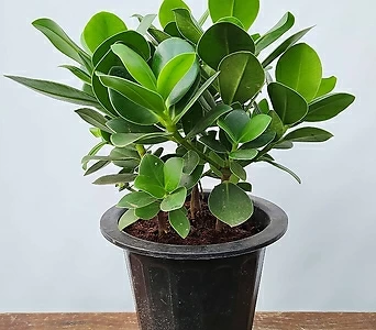 가나안꽃나무 ] 크루시아 / 소품小品 / 공기정화식물 / 일반배송 1