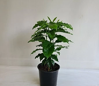커피나무 아라비카 1