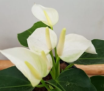 [진아플라워] 하얀 꽃이 피는 안시리움 Small white 140 1