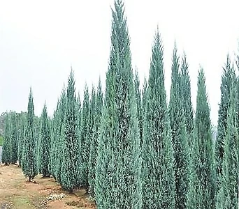 블루엔젤 (30cm전후)포트- 정원 조경 울타리 나무 묘목 1