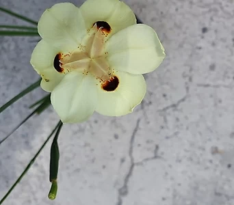 [현재 꽃없습니다]아프리카붓꽃 엑스플랜트 엑플 1