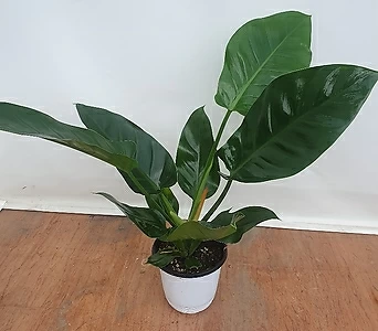 콩고 공기정화식물15cm 1