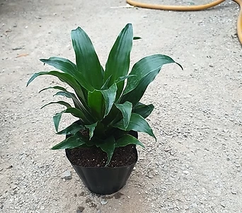 콤팩타 공기정화식물10cm 1