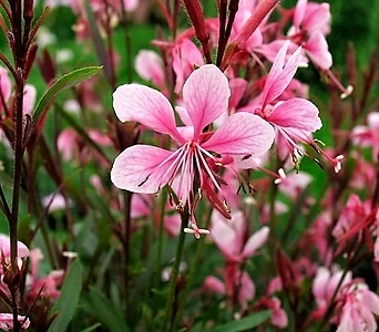 20립 꽃씨앗 가우라 핑크 분홍바늘꽃 씨앗 종자씨앗 야생화 씨앗모음 할인 1