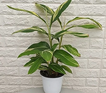 알피니아 제룸벳25 - 공기정화식물 1