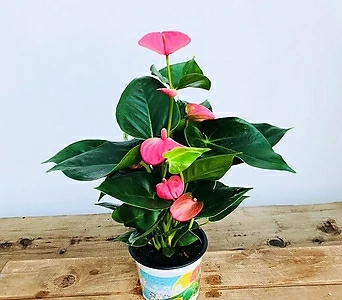 청년농부 핑크안시륨 안시리움 분홍색꽃 소형식물 이쁜식물 키우기쉬운식물 1
