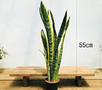 청년농부 산세베리아(55cm) 공기정화식물 개업식물 집들이화분  1